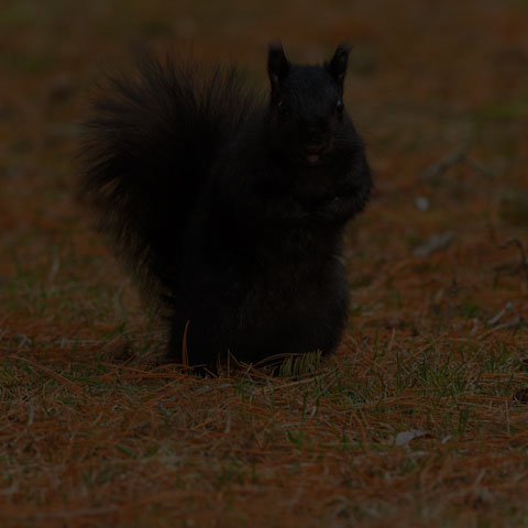 Black Squirrel