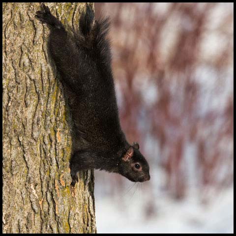 Black Squirrel