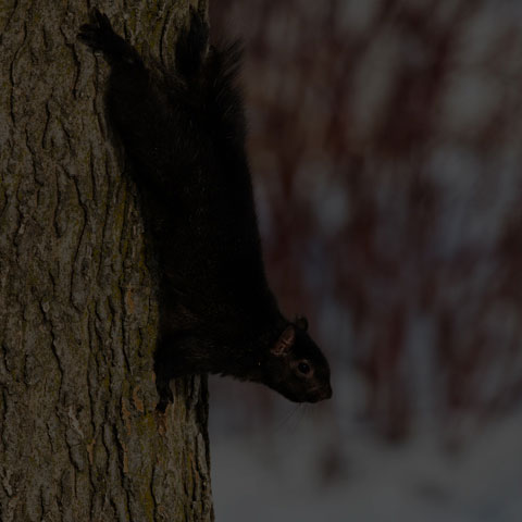 Black Squirrel