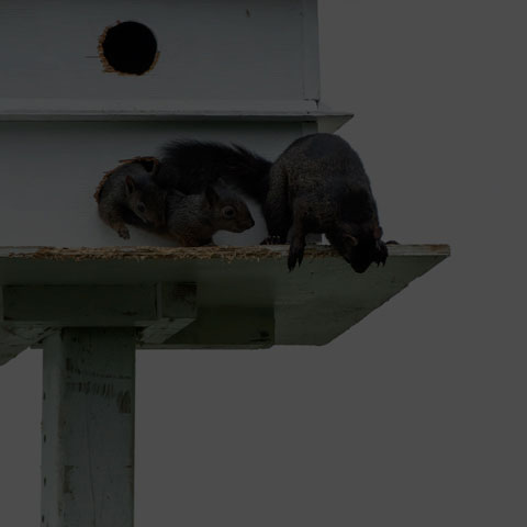 Black Squirrel