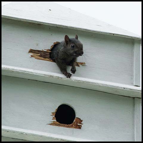 Black Squirrel