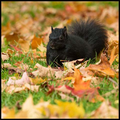 Black Squirrel