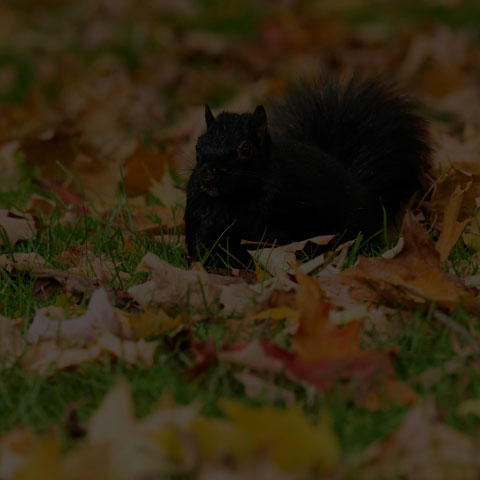 Black Squirrel