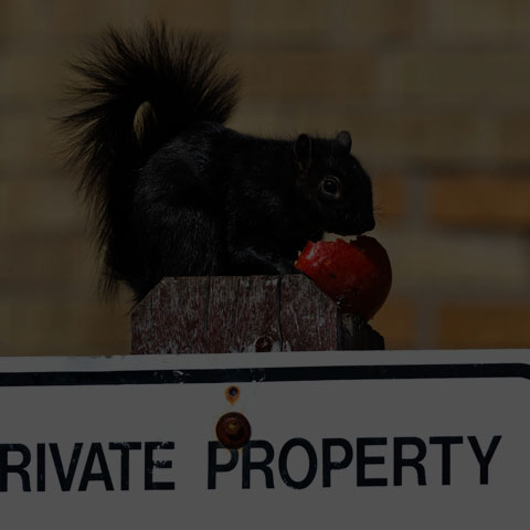 Black Squirrel