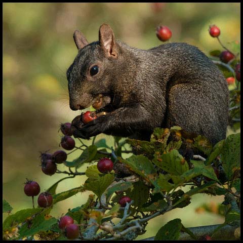 Black Squirrel