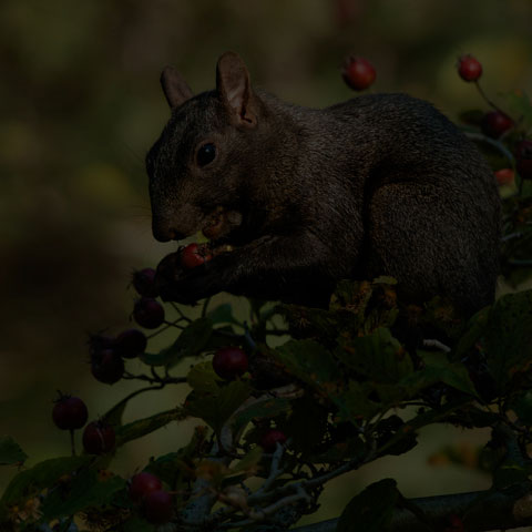 Black Squirrel