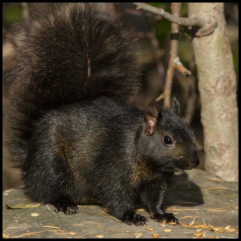 Black Squirrel