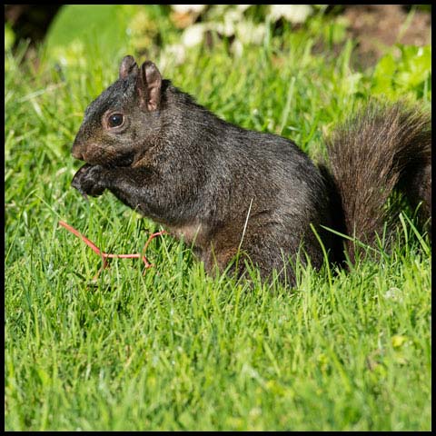 Black Squirrel