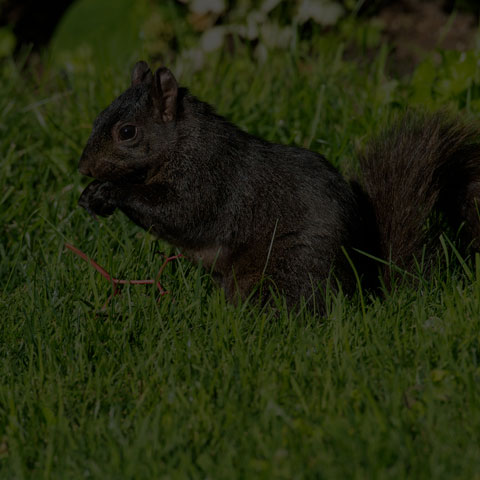 Black Squirrel