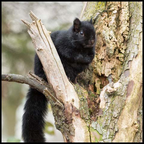 Black Squirrel