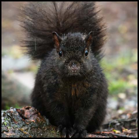 Black Squirrel