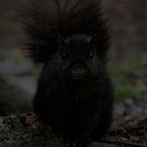 Black Squirrel