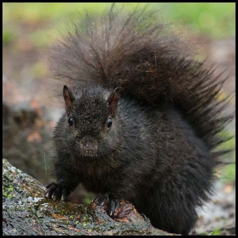 Black Squirrel