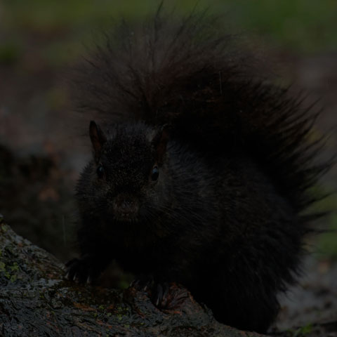 Black Squirrel