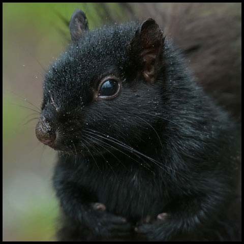 Black Squirrel