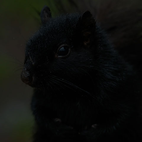 Black Squirrel