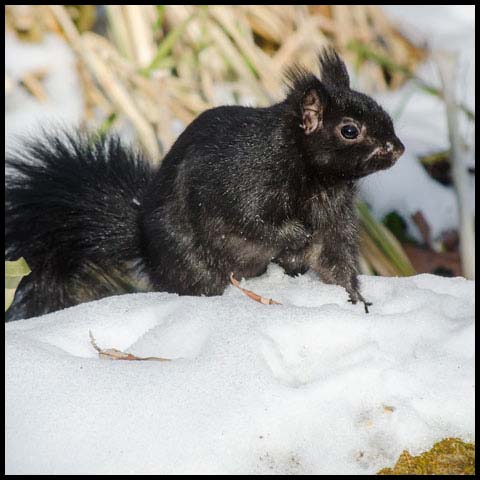 Black Squirrel