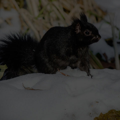 Black Squirrel