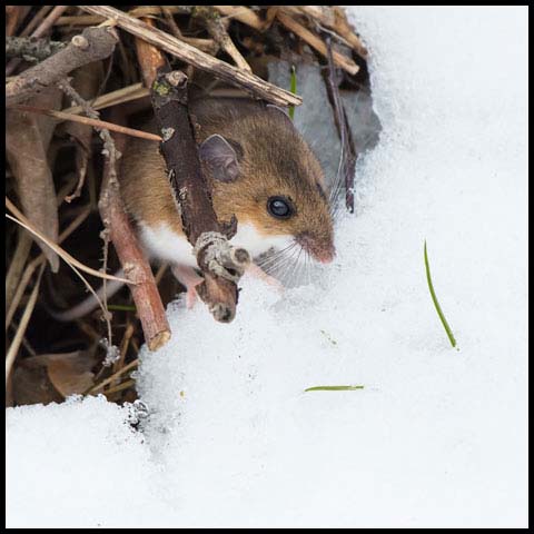 Deer Mouse