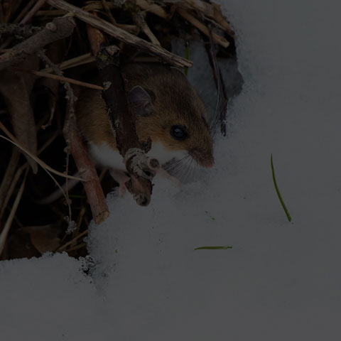 Deer Mouse