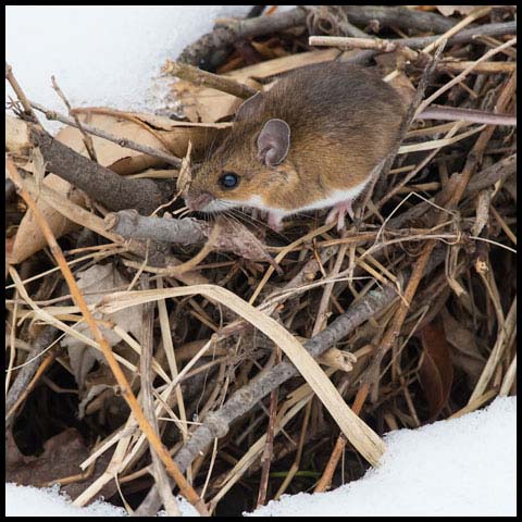 Deer Mouse