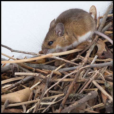 Deer Mouse