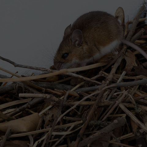 Deer Mouse