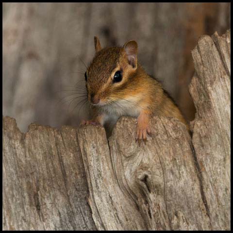 Eastern Chipmunk