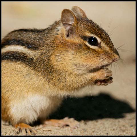 Eastern Chipmunk