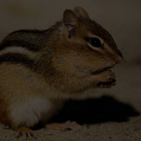 Eastern Chipmunk