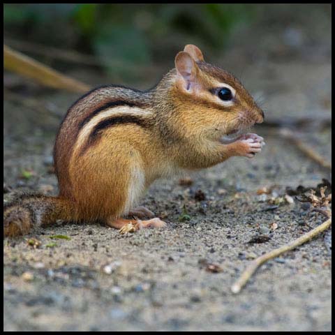 Eastern Chipmunk