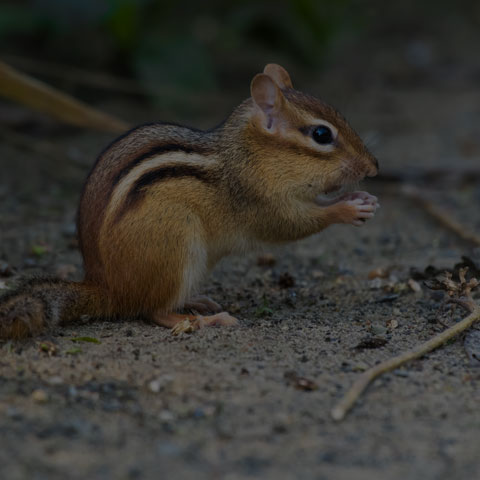 Eastern Chipmunk