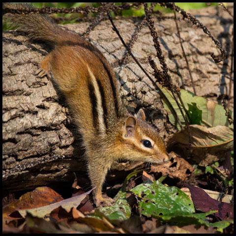 Eastern Chipmunk