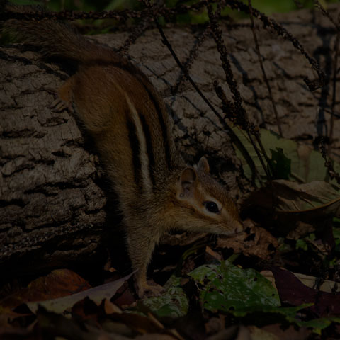 Eastern Chipmunk