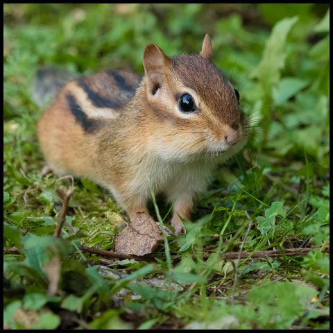 Eastern Chipmunk