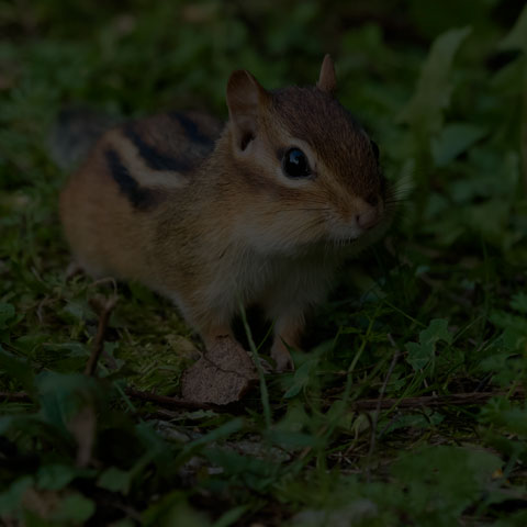 Eastern Chipmunk