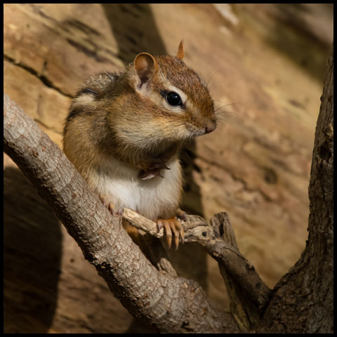 Eastern Chipmunk