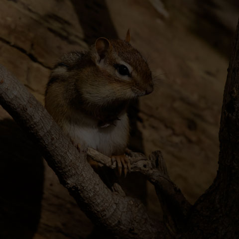 Eastern Chipmunk