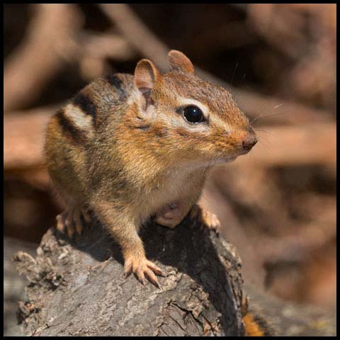 Eastern Chipmunk