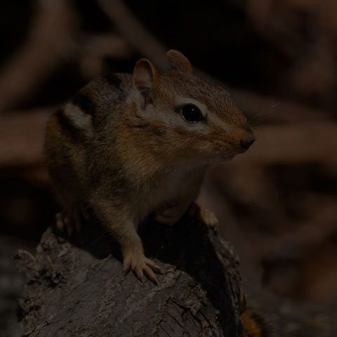 Eastern Chipmunk