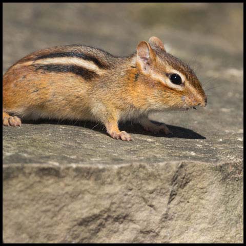 Eastern Chipmunk