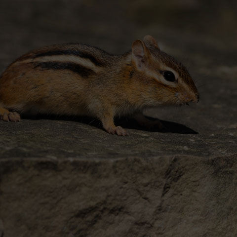 Eastern Chipmunk