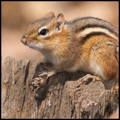 Eastern Chipmunk