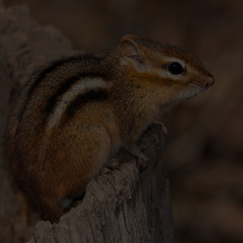 Eastern Chipmunk