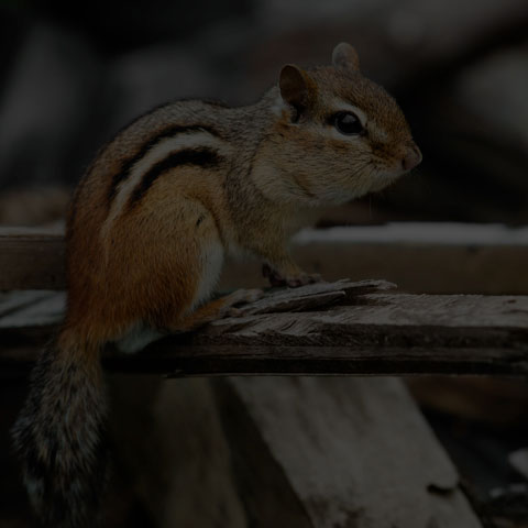 Eastern Chipmunk