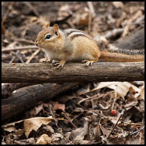 Eastern Chipmunk