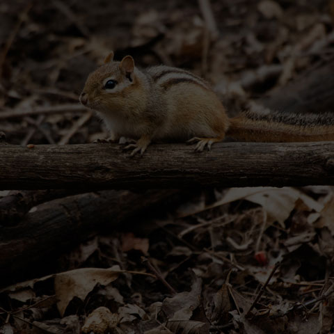 Eastern Chipmunk