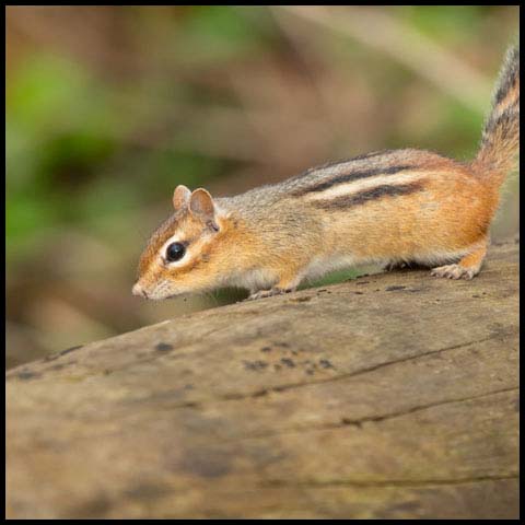 Eastern Chipmunk