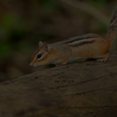 Eastern Chipmunk