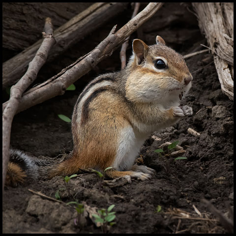 Eastern Chipmunk